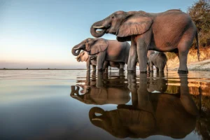 Storytelling Through Safari Photography