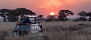 Sunrise to Sunset: 24 Hours on Safari