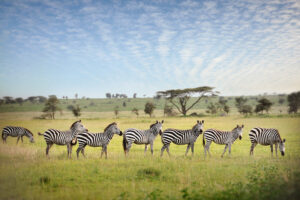 Tanzania Wildlife3