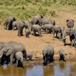 Tarangire National Park: Elephants and Baobab Magic