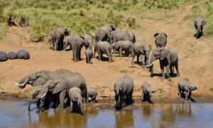 Tarangire National Park: Elephants and Baobab Magic