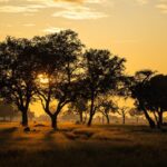 The African Sunrise: Why Mornings Are Magical