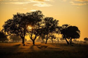 The African Sunrise: Why Mornings Are Magical