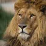 The Best 10-Day East Africa Safari Plan