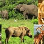 The Best Journey Through Uganda’s National Parks