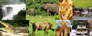 The Best Journey Through Uganda’s National Parks