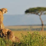 The Best Time to Visit Kenya for Wildlife Photography