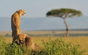 The Best Time to Visit Kenya for Wildlife Photography