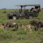 The Best Time to Visit Serengeti for the Calving Season