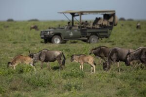 The Best Time to Visit Serengeti for the Calving Season