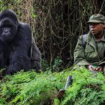 The Evolution of Gorilla Trekking Tourism