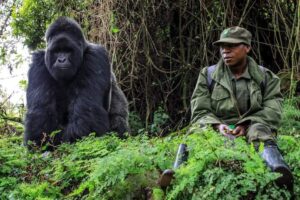The Evolution of Gorilla Trekking Tourism