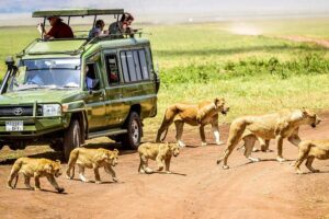 The Evolution of Safari Tourism in Africa