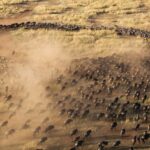 The Great Migration: Nature’s Greatest Show in the Masai Mara