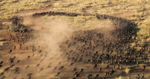 The Great Migration: Nature’s Greatest Show in the Masai Mara