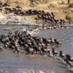 The Great Migration Trail: Kenya to Tanzania