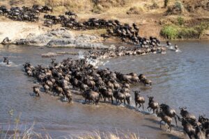 The Great Migration Trail: Kenya to Tanzania