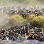 The Great Wildebeest Migration: Tanzania’s Side of the Story