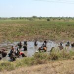 The Impact of Climate Change on East Africa’s Safaris