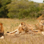 The Return of Lions to Akagera National Park