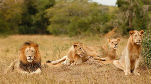 The Return of Lions to Akagera National Park