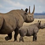 The Role of Tourism in Protecting East Africa’s Wildlife