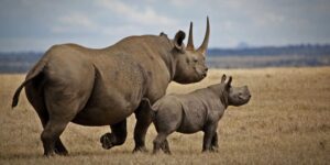 The Role of Tourism in Protecting East Africa’s Wildlife