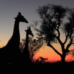 The Song of the Savannah: Nature’s Symphony