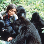 The Story of Rwanda’s Mountain Gorillas and Dian Fossey