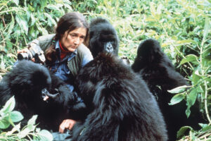 The Story of Rwanda’s Mountain Gorillas and Dian Fossey