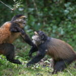 The Top 10 Safari Shots Every Traveler Should Capture