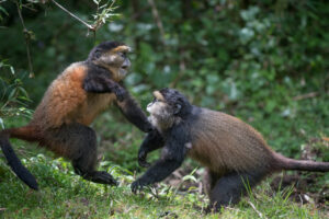 The Top 10 Safari Shots Every Traveler Should Capture