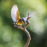 The Top Birding Hotspots in East Africa