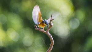 The Top Birding Hotspots in East Africa