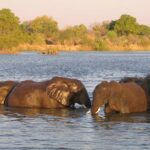 The Ultimate Great Lakes Safari Experience