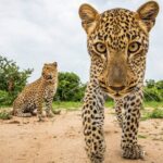 The Ultimate Guide to Wildlife Photography Trips
