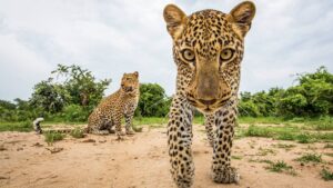 The Ultimate Guide to Wildlife Photography Trips