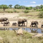 The Ultimate Tanzania Safari Circuit