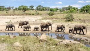 The Ultimate Tanzania Safari Circuit