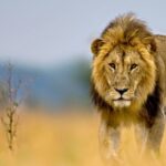 The Untouched Wilderness of Kidepo Valley