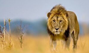 The Untouched Wilderness of Kidepo Valley