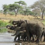 Reasons to Use a Tour Company in Planning an African Safari