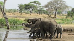 Reasons to Use a Tour Company in Planning an African Safari