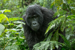 Trekking with Mountain Gorillas