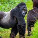 Uganda and Rwanda Gorilla Safari Combination Guide
