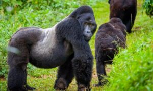 Uganda and Rwanda Gorilla Safari Combination Guide