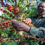 Uganda’s Coffee Trails Through the Mountains