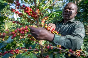 Uganda’s Coffee Trails Through the Mountains