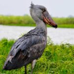 Uganda’s Wetlands: Hidden Biodiversity Hotspots