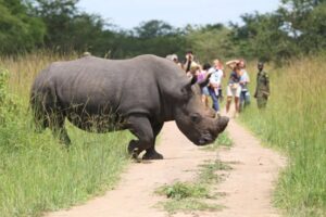 Uganda’s Ziwa Rhino Sanctuary